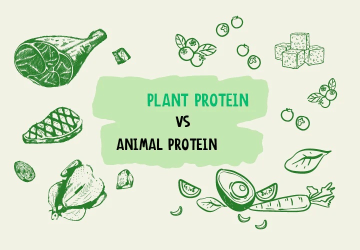 Plant vs Animal Proteins: What Your Body Really Absorbs (And Why It Matters)